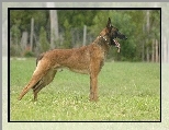 Owczarek belgijski Malinois, język